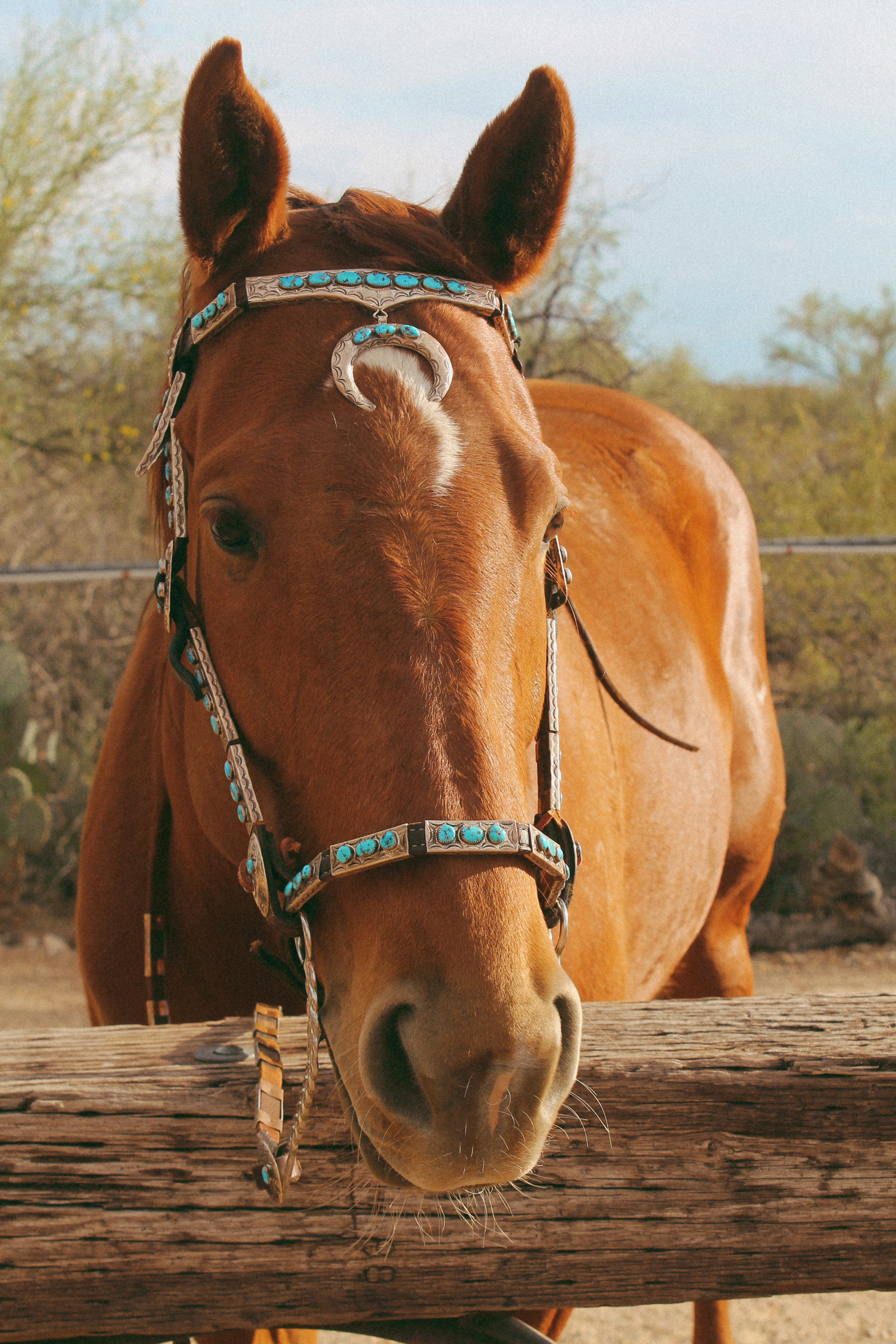 Stunning Vintage Sterling Silver, Leather and Morenci Turquoise Horse Headstall and Reins with Conchos & Naja