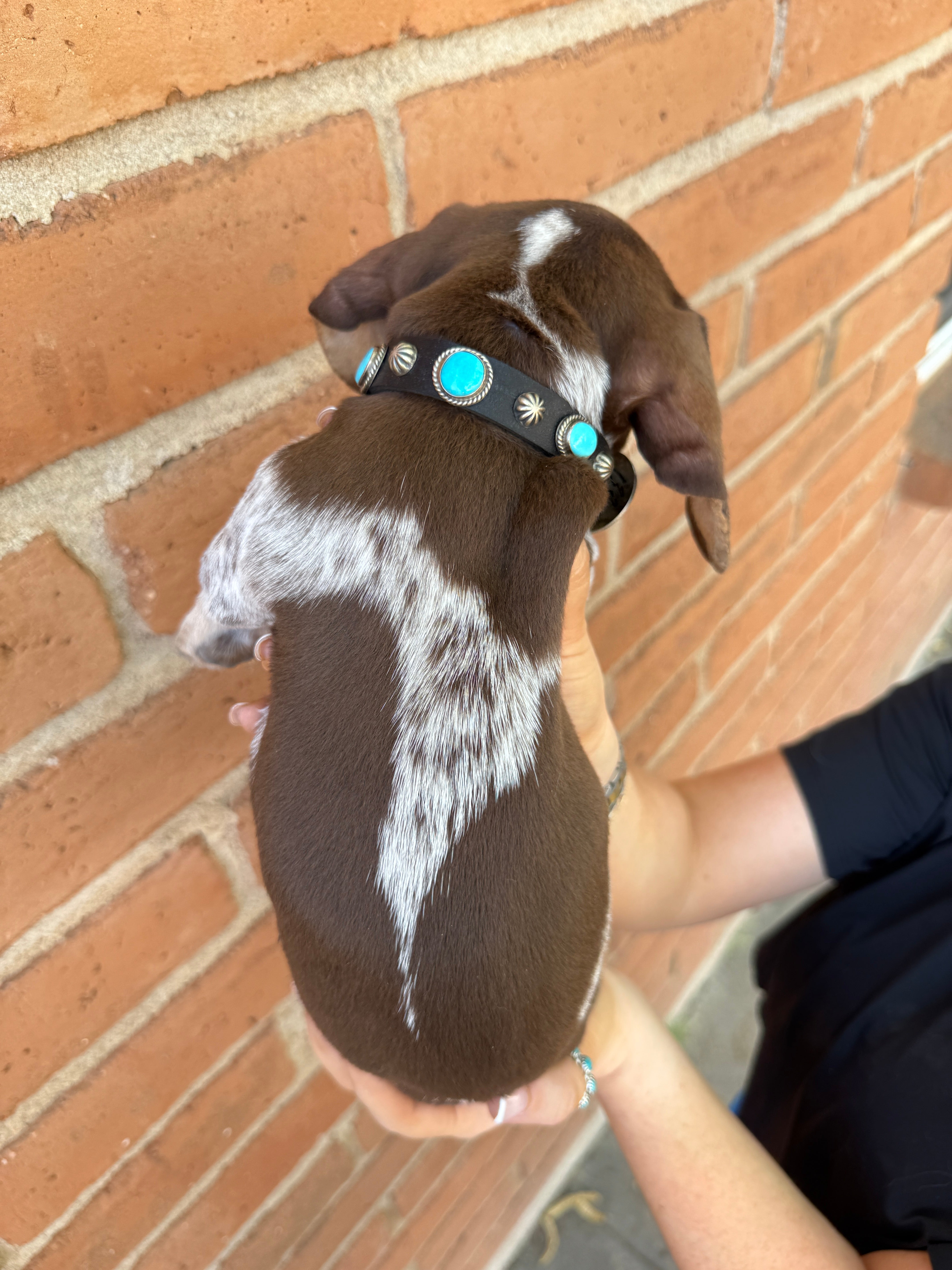 Handcrafted Turquoise Leather Dog Collars