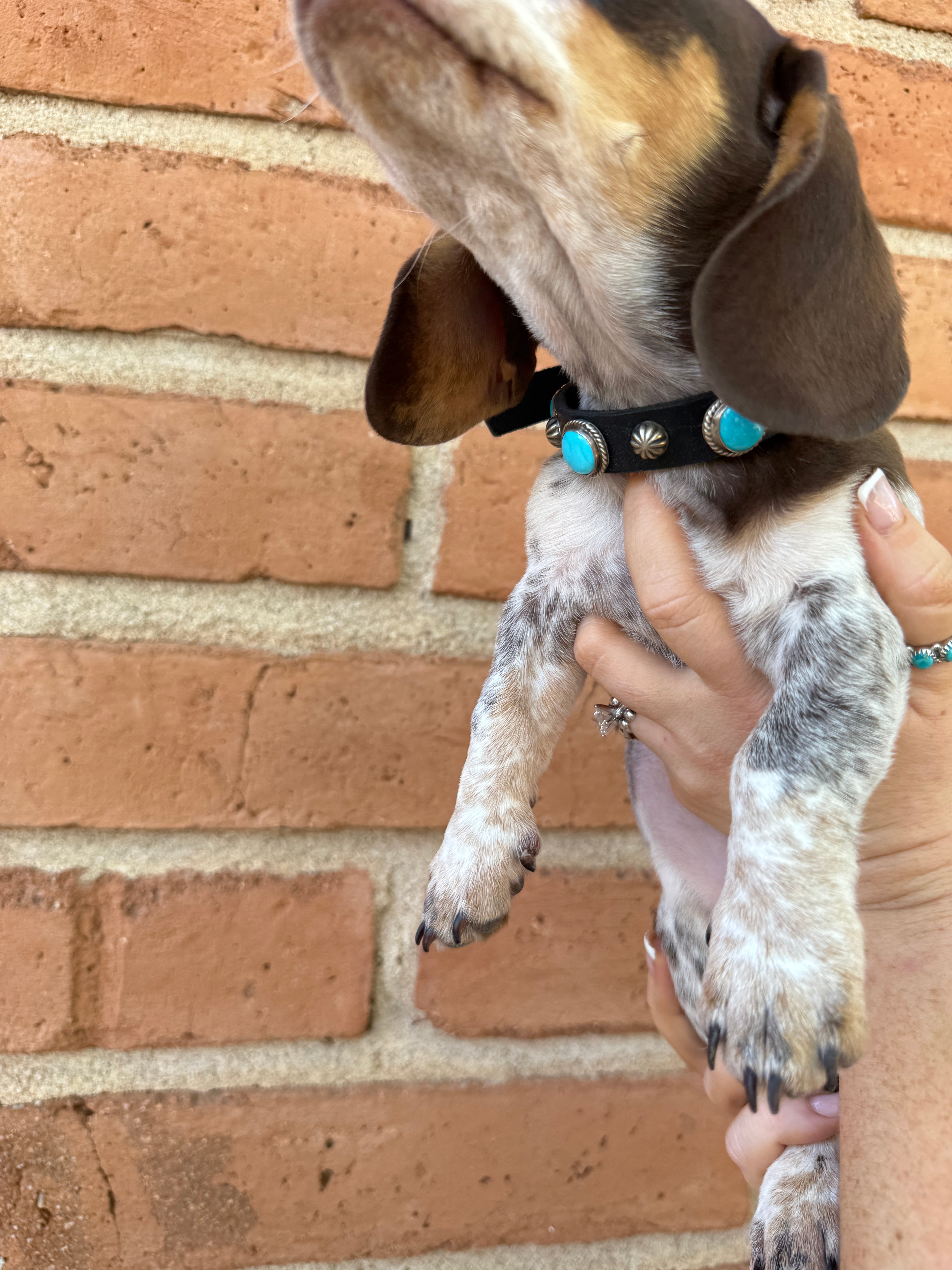 Handcrafted Turquoise Leather Dog Collars