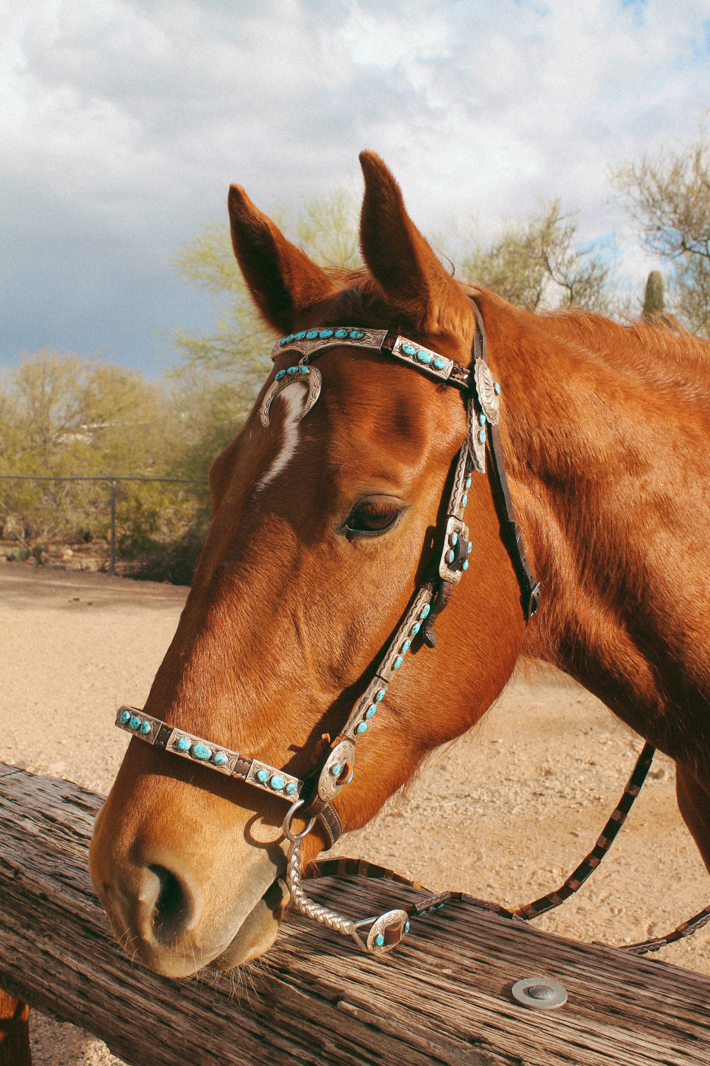 Stunning Vintage Sterling Silver, Leather and Morenci Turquoise Horse Headstall and Reins with Conchos & Naja