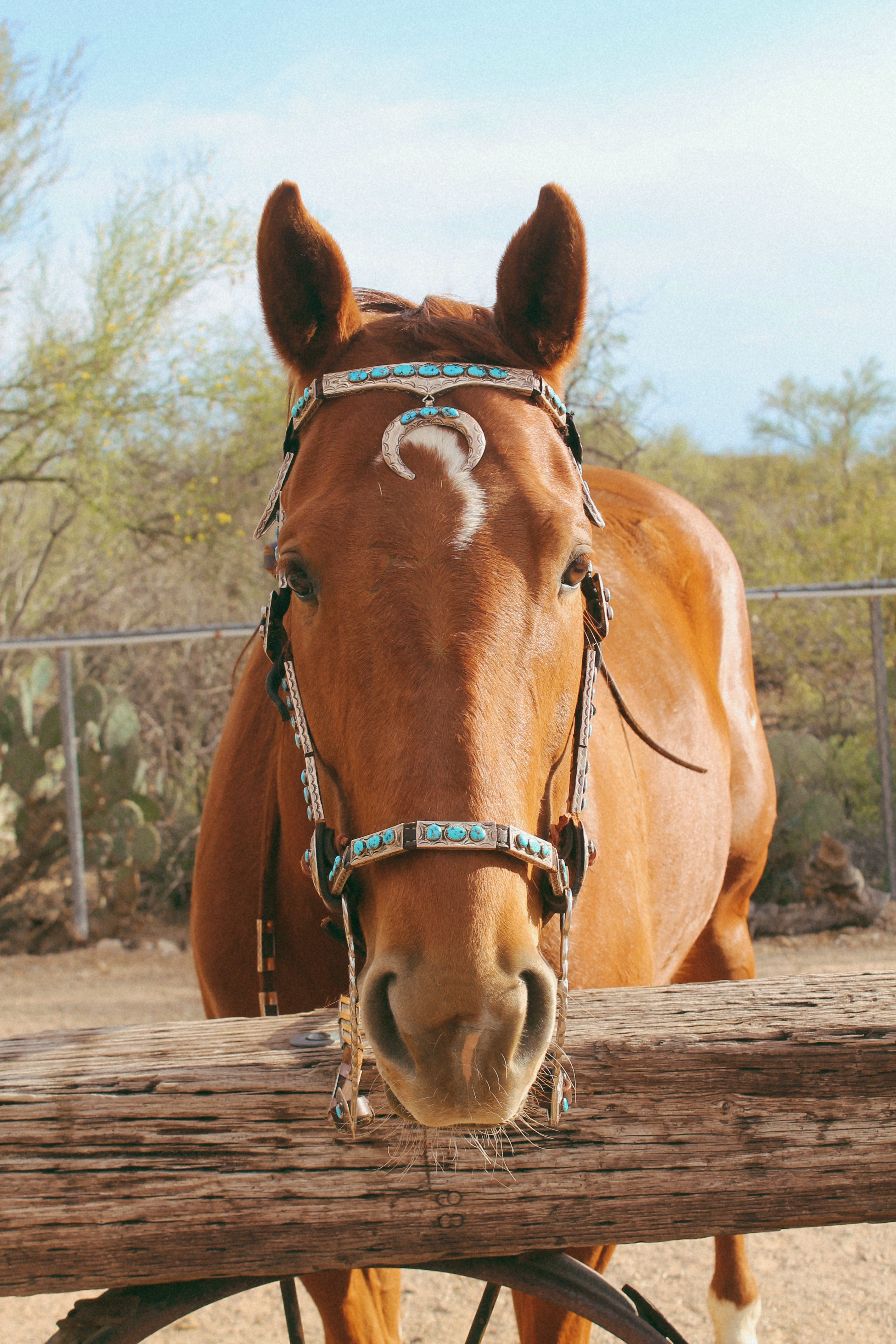 Stunning Vintage Sterling Silver, Leather and Morenci Turquoise Horse Headstall and Reins with Conchos & Naja