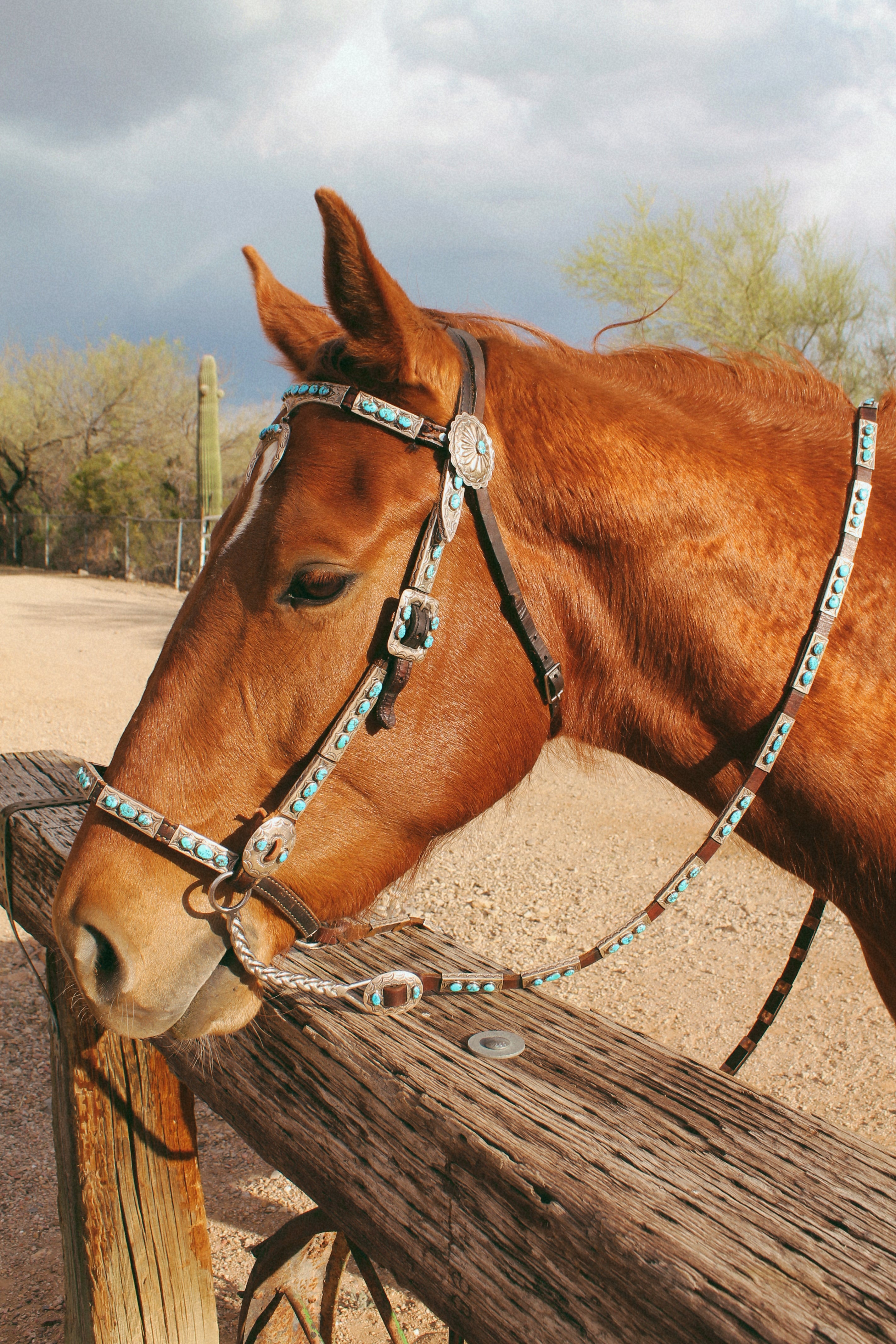 Stunning Vintage Sterling Silver, Leather and Morenci Turquoise Horse Headstall and Reins with Conchos & Naja