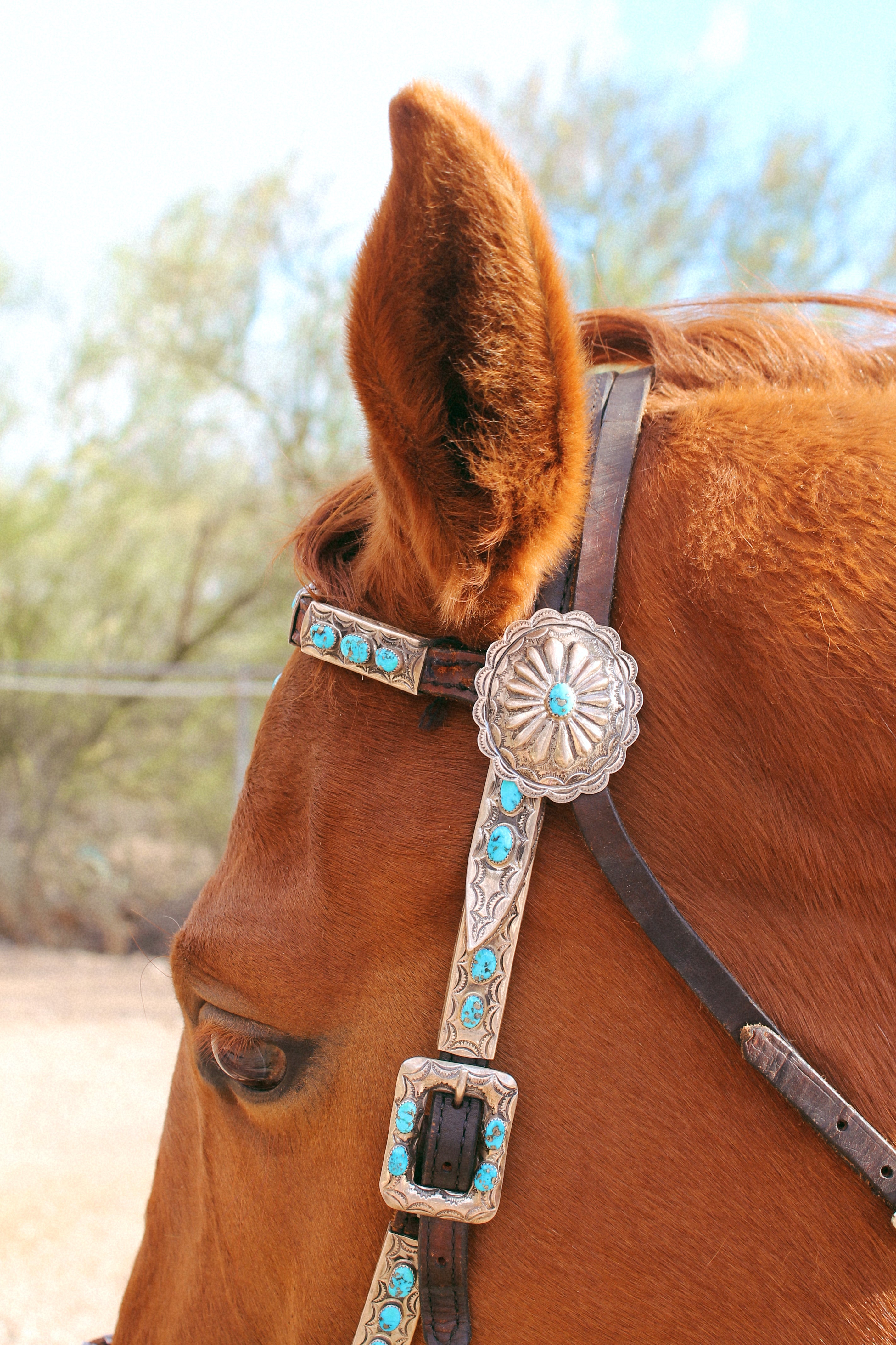 Stunning Vintage Sterling Silver, Leather and Morenci Turquoise Horse Headstall and Reins with Conchos & Naja