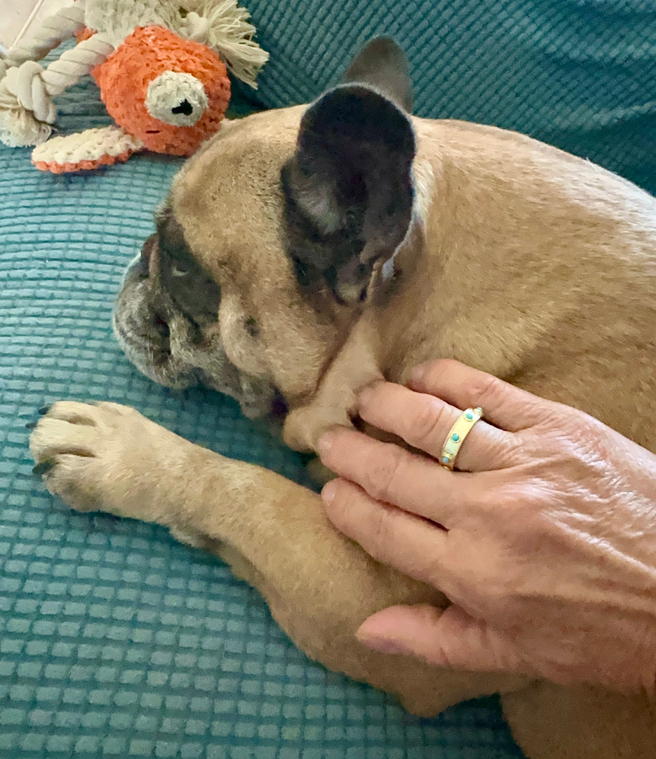 Gold Plated 8 Stone Turquoise Band Ring