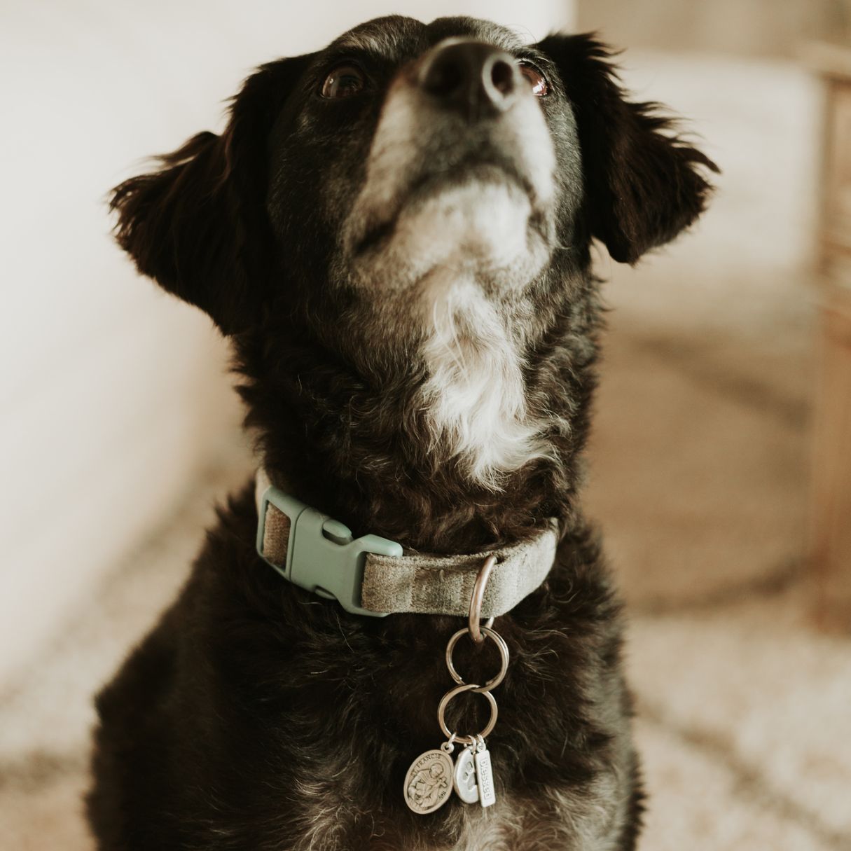 Pet Blessings Bracelet & Pet Tag Set (Black)